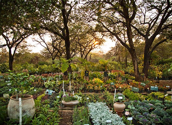 Cette image représente un jardin permaculture.